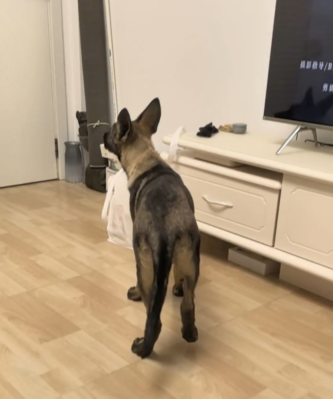 昆明犬